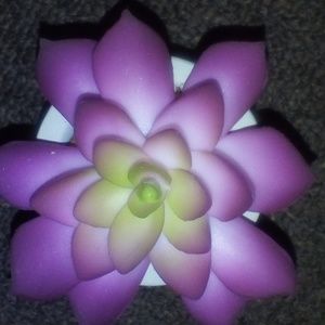 Meet your Posher, Shelley